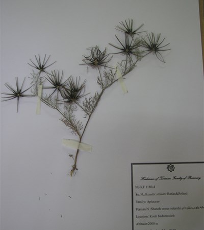 Shane venous-e setarei